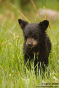 BEARS